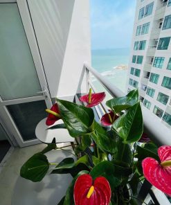 Căn 10 Mường Thanh Viễn Triều Tầng 24 Tòa OC1B